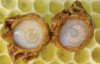 فوراور رویال ژلى (اکسیر جوانی) | Royal Jelly